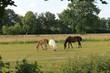 Horses in the country