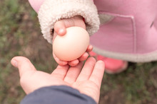 Little Girl Holds Chicken Eggs In Hands. Easter Time. Daughter Gives Egg To Mother.
