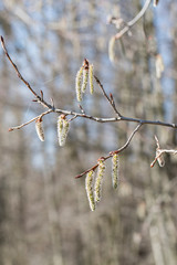 Sticker - Populus tremula - poplar aspen without leaves with flowers.