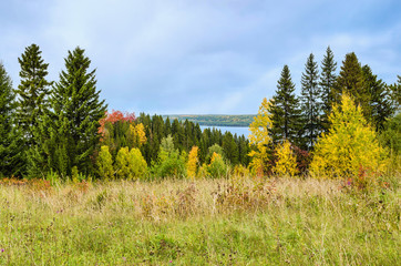 Wall Mural - autumn meadow with hills, colorful trees and bushes in cloudy weather..