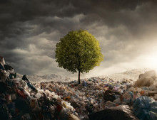 Lonely Tree Growing On The Garbage Dump, Field At The Sunset With Copy Space