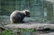 Eisbärenbaby spielt mit Wasser