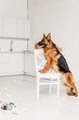 © LIGHTFIELD STUDIOS - side view of cute German Shepherd standing on white chair in messy kitchen