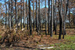 © Mosto - Florida pine forest after a prescribed burn