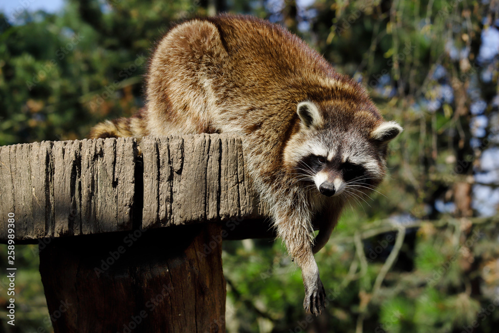 See Raccoon Body Full body of sitting female common raccoon Stock Photo | Adobe Stock