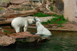Spielende Eisbären im Wasser