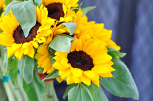 Sunflower Or Sunflower Plant