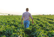 © Zoran Zeremski - Rear view of young farmer walking in filed examining soybean corp at sunset.