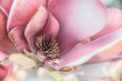 Closeup einer offenen Magnolienblüte