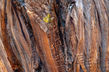 Juniper park and bare wood with a little moss