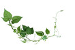 Leinwandbild Motiv Twisted jungle vines liana plant with heart shaped green leaves isolated on white background, clipping path included.