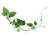 Twisted Jungle Vines Liana Plant With Heart Shaped Green Leaves Isolated On White Background, Clipping Path Included.