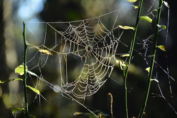 Spider Web with water drops