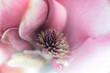 Blütenstempel Magnolienblüte close up