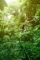 Wall Mural - Tree canopy of green tropical forest jungle