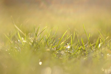 green grass in sunlight