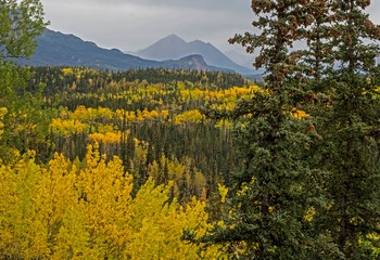 Canvas Print - Scenic in Alaska of yellow Birch Trees and green pines under fog.