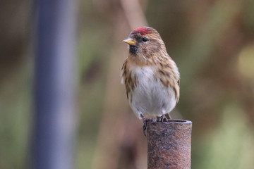 Wall Mural - Lesser Redpoll