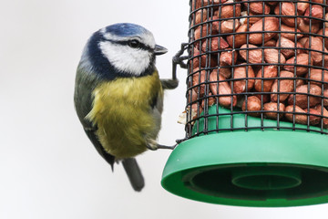 Poster - Blue Tit on a feeder