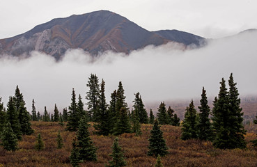 Canvas Print - Fall secnic landscape in Denali National Park.