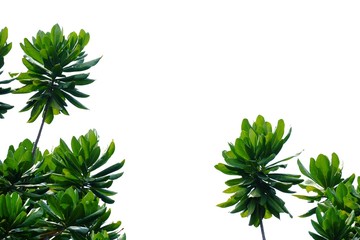 Tropical tree leaves with branches growing in botanical garden on white isolated background for green foliage backdrop 