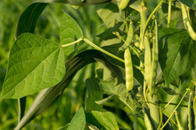 Healthy Green Beans Hanging On A Bean Plant