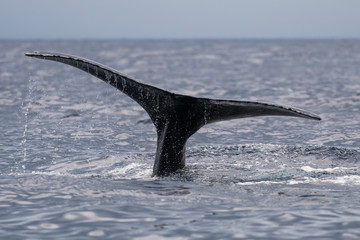 Humpback whale tail fluke.