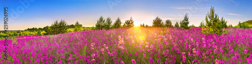 spring landscape panorama with flowering flowers in meadow