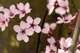 Fototapeta Storczyk - cherry blossom