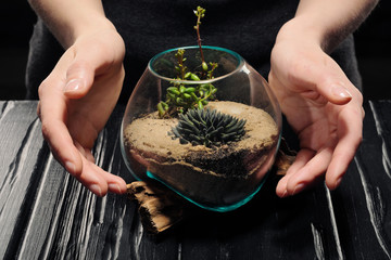 Two women's hands are caring for a small garden with tropical plants, succulents and sand in a glass pot. Gardener's tools.