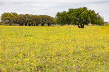 A Field Of Yellow Daisies Surround Live Oak Trees In Spring In Texas