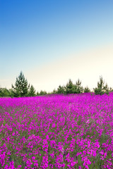 Sticker - spring landscape with blossoming flowers on meadow