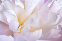 Abstract Close Up Of Pale Pink Peony Flower. Macro Photo With Shallow Depth Of Field And Soft Focus.