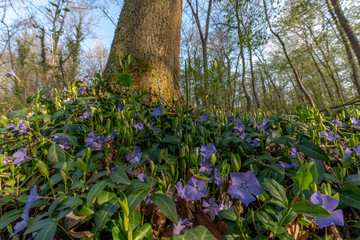 Wall Mural - Forêt au printemps