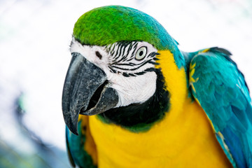 Wall Mural - snapshot of a parrot on a tree