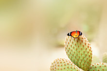 Bright Butterfly On A Cactus