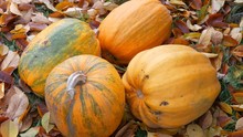 Four Large Pumpkins Lie In The Autumn Fallen Leaves. Pumpkin Crop For Halloween