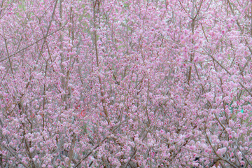 Wall Mural - A small flower background image, Soft Spring Color Image