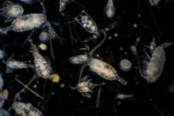 Plankton are organisms drifting in oceans and seas.