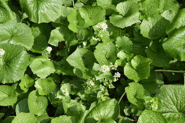 Canvas Print - Japanese horseradish (Wasabi) field