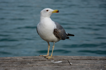 Wall Mural - Seagull portrait and close up with the mediterranean sea in the background. Barcelona, Spain