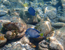 Blue Tang Eating Growth Off Of Coral In St. John Island In The US Virgin Island.