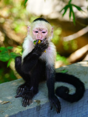 A white-headed capuchin monkey (cebus capucinus) by the pool in Peninsula Papagayo, Guanacaste, Costa Rica