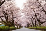 Fototapeta Most - 桜の花が満開となってトンネルとなった春の道路