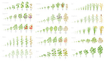 Agricultural Plant, Growth Set Animation. Cucumber Tomato Eggplant Pepper Corn Grain And Many Other. Vector Showing The Progression Growing Plants. Growth Stages Planting.