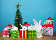 Mother Albino Bunny Rabbit And Babies In Christmas Present Boxes Surrounded By More Presents And A Tiny Tree With Ornaments, Colorful Festive Lights. Animal Holiday Fun And Humor.