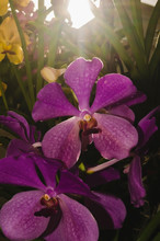 Beautiful And Beautiful Purple Orchids