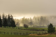Foggy Morning Meadow