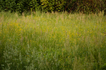 green grass and yellow flowers