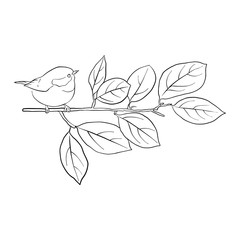 bird at tree branch